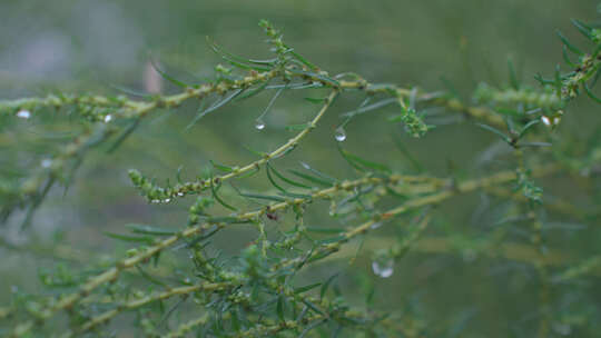 下雨过后小草水珠滴落