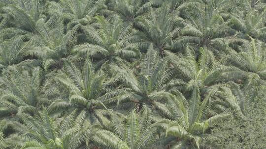 4klog文件西双版纳热带植物棕榈树林航拍