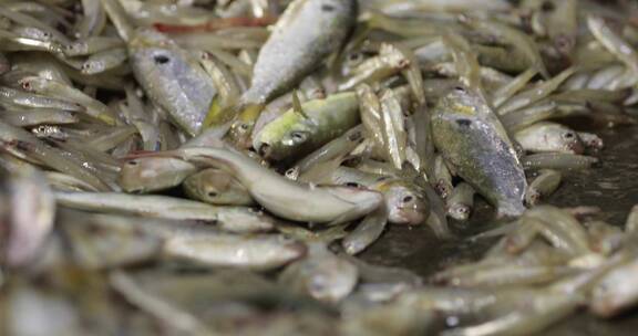 4kl1广东雷州渔民们对鱼进行分类处理5
