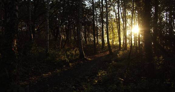 透过森林的阳光