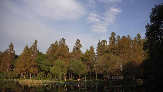 杭州西湖景区曲院风荷风景