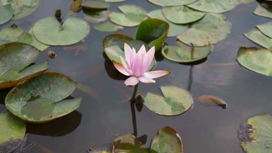 池塘睡莲莲花花朵花瓣开放