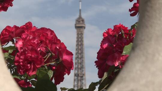 埃菲尔铁塔和红花