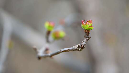 春天海棠花生长绿色芽孢枝头发芽特写