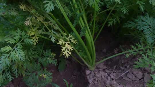 蔬菜种植  有机蔬菜 绿色 青菜 菜地  菜园