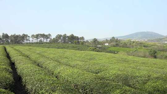 广阔茶田中的自然美景