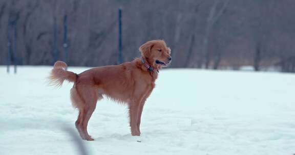 狗，金毛猎犬，玩耍，雪