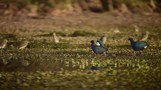 捕食性鸟类试图在湿地捕猎灰头水鹅