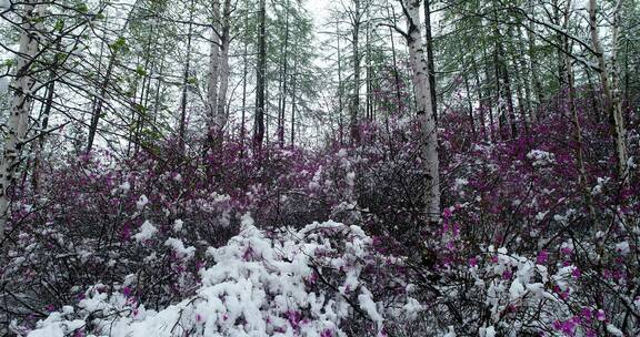 航拍雪压杜鹃（五月末杜鹃花开时普降瑞雪）