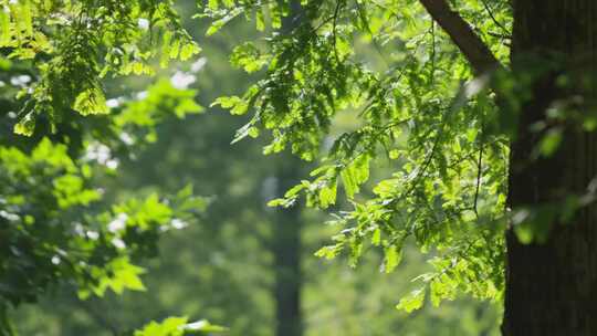夏天阳光大自然树林水杉自然生态阳光光晕视频素材模板下载
