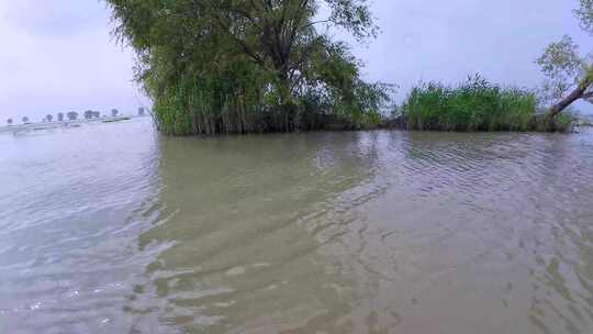 自然生态湿地 湖水湿地 黄河长江 浑浊湖水