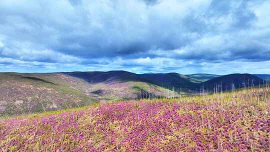 航拍大兴安岭春季山林杜鹃花海