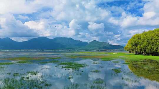 拉市海湿地公园夏天