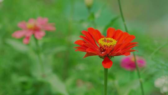 花丛鲜花