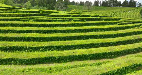 种植园，梯田，茶，绿色