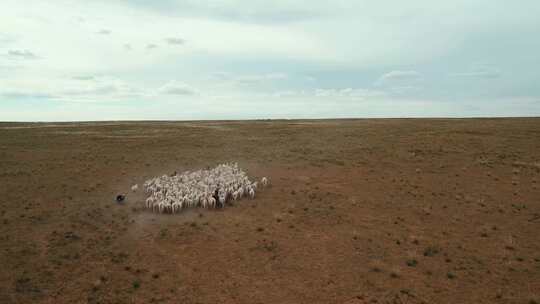新疆内蒙大草原自然风光羊群放牧