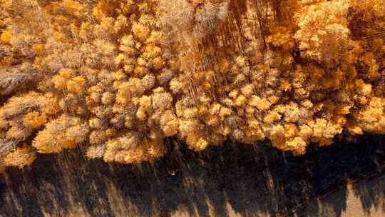 4K航拍乌兰布统草原秋季金色白桦林视频素材模板下载