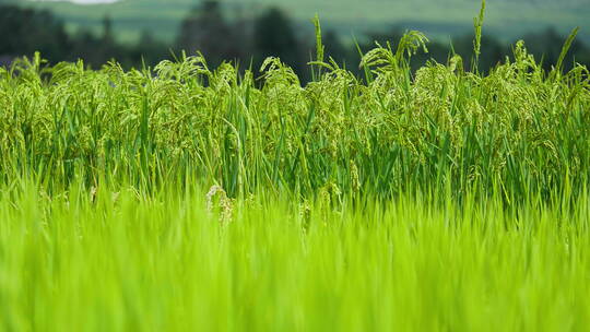 微风中的绿色稻田