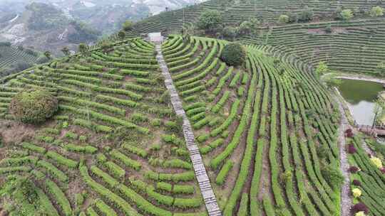 航拍绿色高山有机茶园