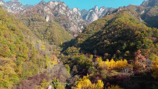 洛阳白河镇千年银杏林秋景实拍实拍