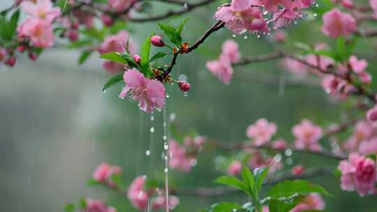 春天雨中桃花特写视频素材模板下载