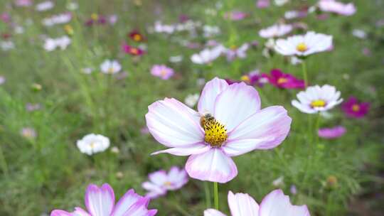 格桑花盛开实拍