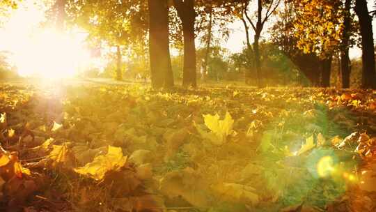 公园干枯的落叶，泛黄的秋天