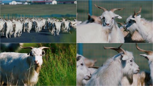 【合集】内蒙草原山羊羊群放牧视频素材模板下载