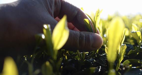 采茶，抚摸茶叶嫩芽