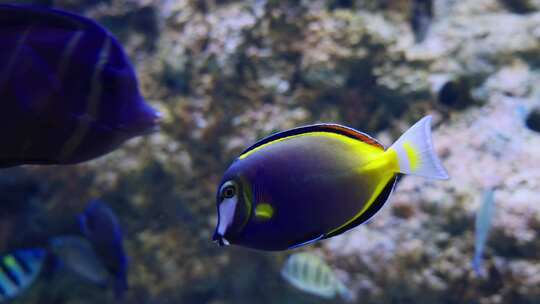 海洋水族馆鱼群