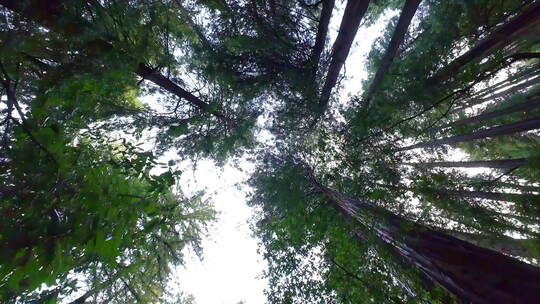 缪尔森林国家纪念碑红杉森林边走边仰望天空视频素材模板下载