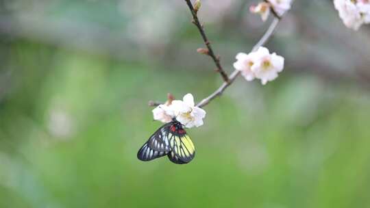 报喜斑粉蝶/蝴蝶在梅花上采蜜