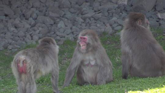日-本猴子女性侵略性不耐受显示牙齿显示
