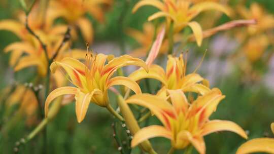 萱草花、黄花菜4K120帧升格视频