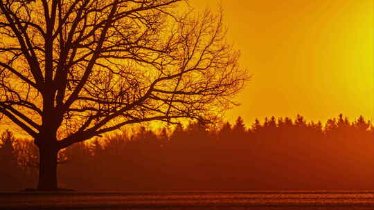 傍晚时分，明亮的圆形太阳落在树木后面的地