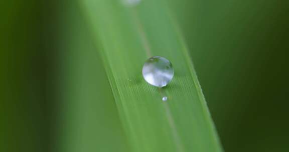 叶子上的露珠水珠雨珠特写