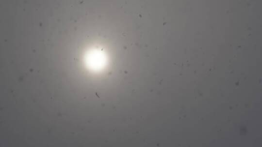 阴天下雪飘落雪花看向太阳冬季大雪季节