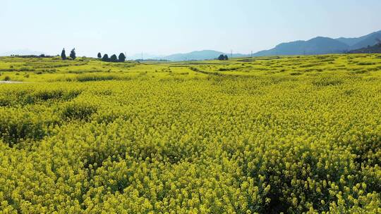 春季油菜花低空俯拍