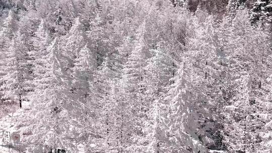 秦岭森林雾凇雪景视频素材模板下载