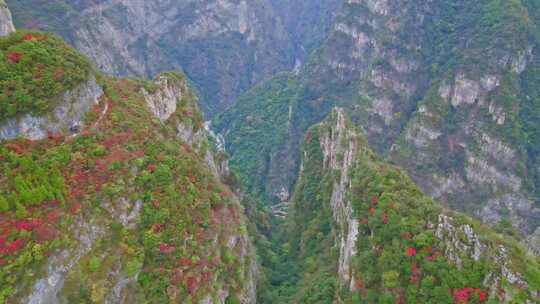 三峡红叶