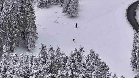 重庆武隆仙女山雪景骑马