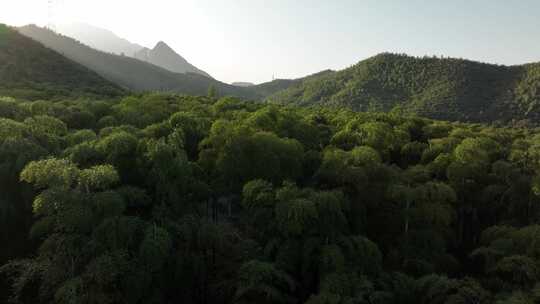 竹林森林 天下银坑 莫干山