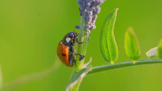瓢虫甲虫坐在蚜虫附近的植物茎上