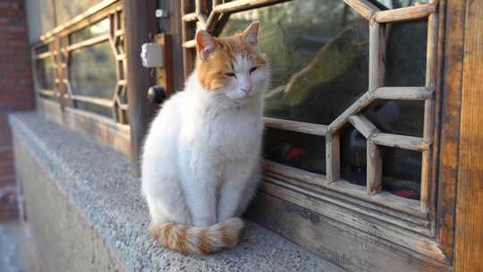农村猫在院子在窗台休息视频素材模板下载