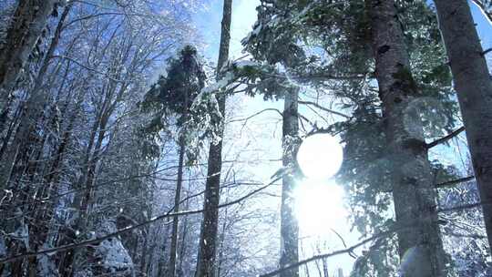 冬季森林中雪花飘落树木慢镜头