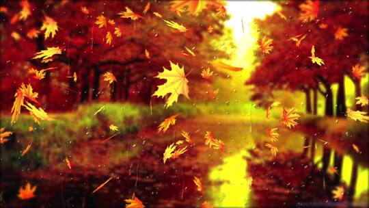 秋天下雨窗外雨中下落的树叶