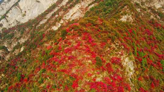 三峡红叶视频素材模板下载