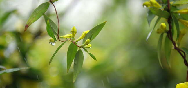 绿叶 嫩芽 细雨