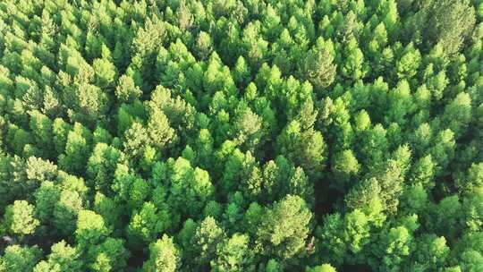 航拍绿色落叶松松林