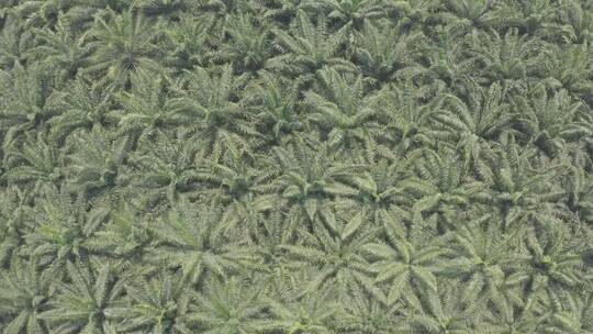 4k西双版纳热带植物棕榈树林航拍俯拍视频素材模板下载